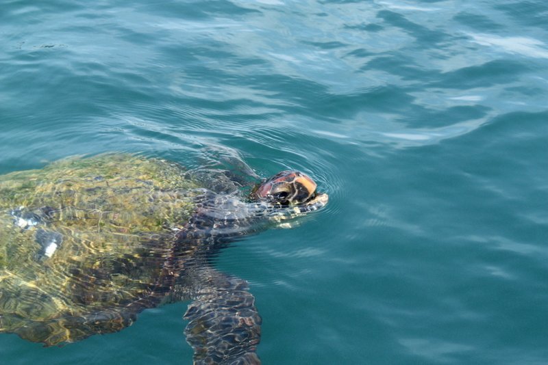 Schildpad tijdens de Poor man Galapagos tour