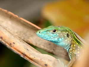 The Rainbow whiptail lizard (Cnemidophorus lemniscatus) is found in South America and it has also been introduced in Florida