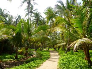 Palm jungle