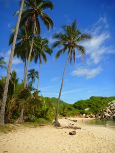 Palmbomen op een verlaten strand