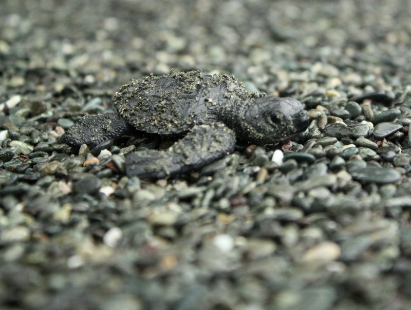 Baby leatherback schildpadje