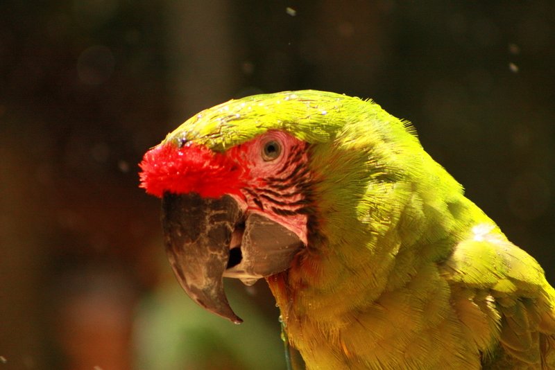 Red crowned Amazon parrot