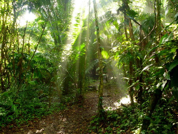 Zonnestralen door de jungle