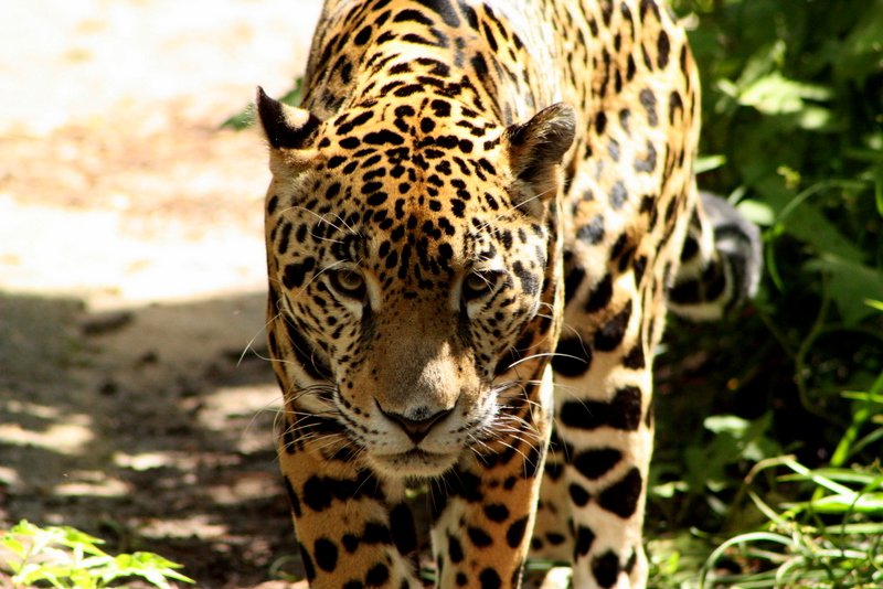 Jaguar!!!