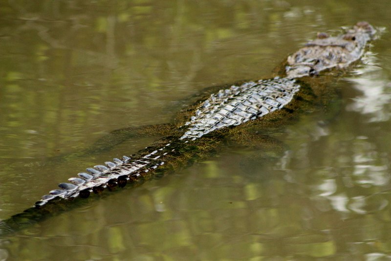 Deze krokodil zat in het meer bij ons hutje!