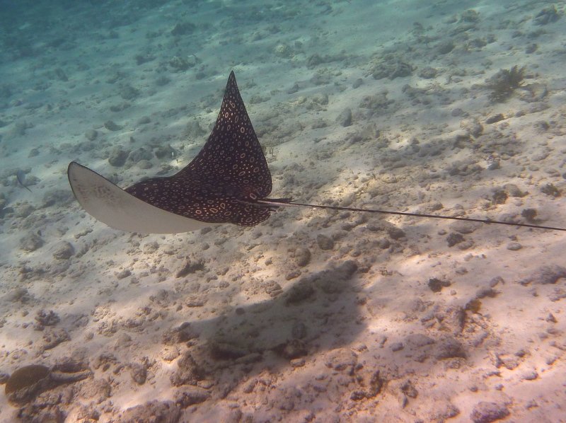 Spotted Eagleray