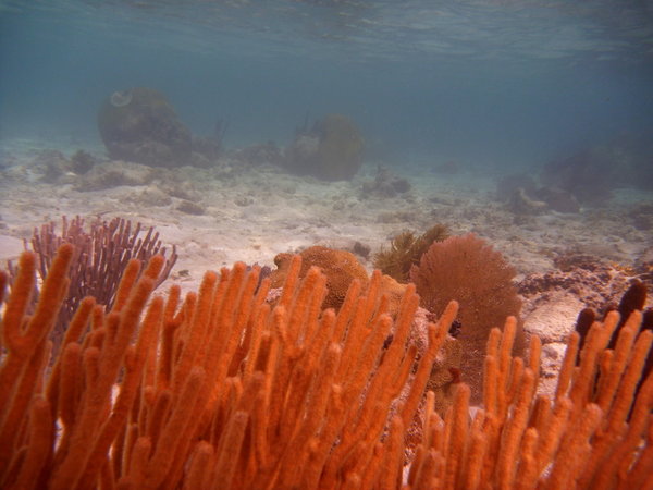 Oranje koraal