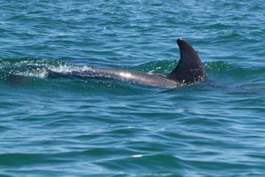 Een dolfijn op weg naar Tobacco Caye