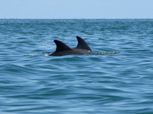 Twee dolfijnen!!!