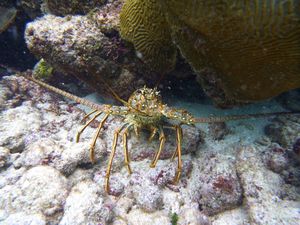 Spiney Caribbean lobster