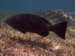 Black grouper fish
