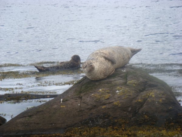 Inquisitive Seal