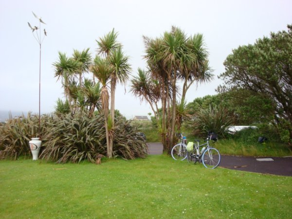 Palm Trees in Ireland??