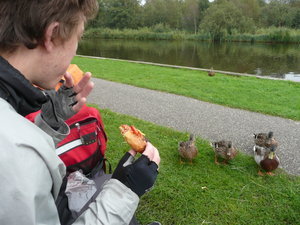 Ducks in Kalenburg