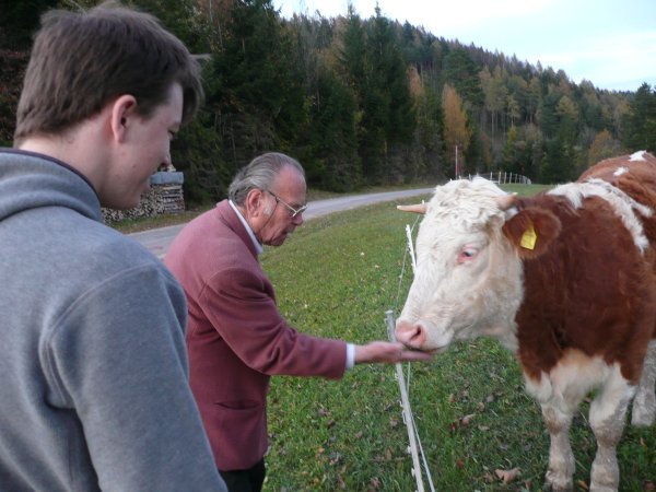 Petting the Cows
