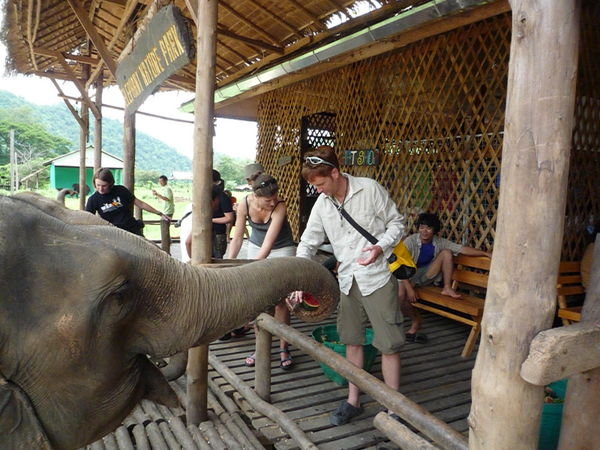 Elephant Feeding Time