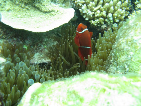 Diving at GB Reef