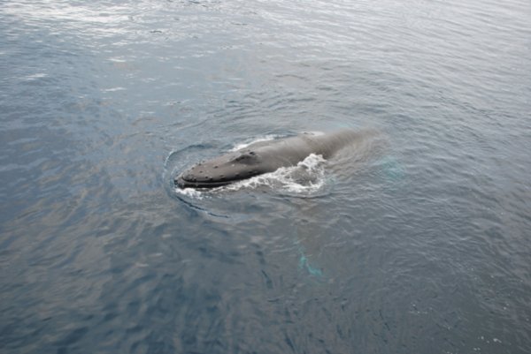A Minke Whale