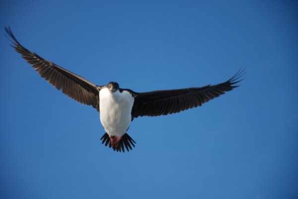 Hovering Over Our Boat...