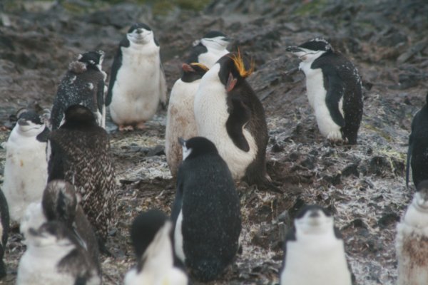 Macaroni Penguins (in the middle)
