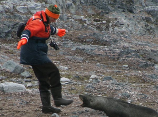 Augustin vs the Fur Seal
