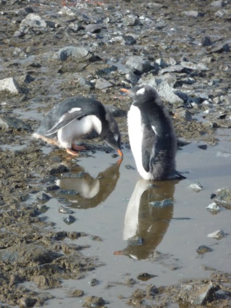 Penguins relfecting