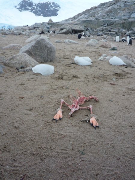Penguin Carcass