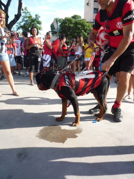 The dog was a Flamengo fan (not that he had the choice)
