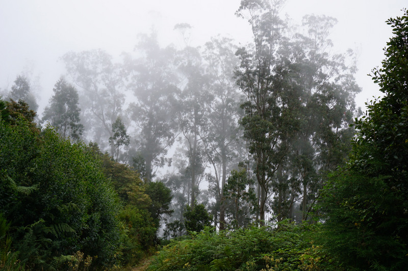 Ribeiro Frio to Portela: sudden occurence of clouds and fog in the eucalyptus forest