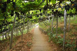 Levada do Norte: Starting in the vineyards