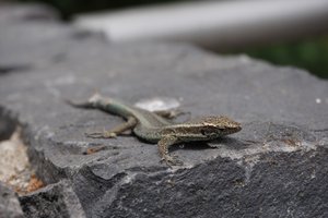 Levada do Norte: Little monster and inofficial ruler of the island - the lizard 