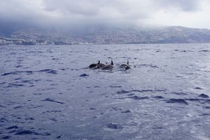 Dolphin and whale watching: School of rough-toothed dolphins