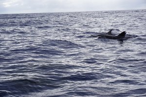 Dolphin and whale watching: rough-toothed dolphins, gorgeous and elegant animals