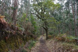 Levada da Serra: Eucalyptus and oak forest