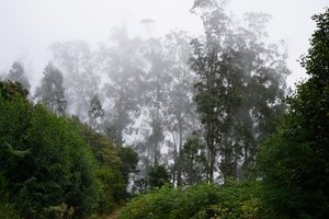 Ribeiro Frio to Portela: sudden occurence of clouds and fog in the eucalyptus forest