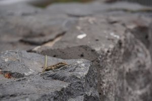 West tour: Monsters at Cabo Girao. Lovely lizards.