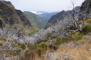 Pico Airieiro to Pico Ruivo: bizarre, parched trees.