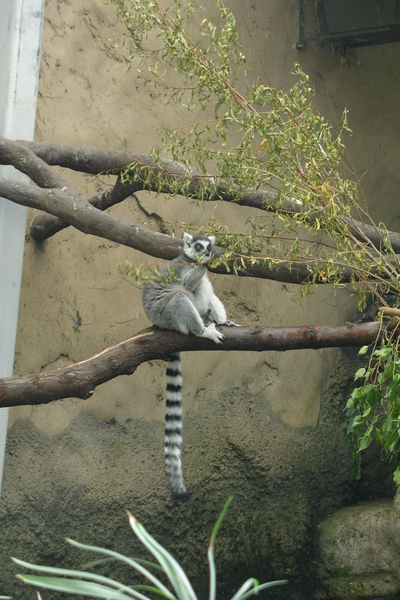 Ein kleiner, hungriger Lemur