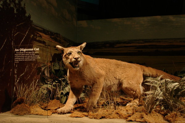 KiteKat, nein: Oligocene Cat
