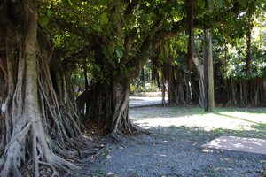Riesiger Banyan-Baum (?) in Miami