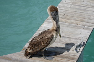Pelikan in Key West