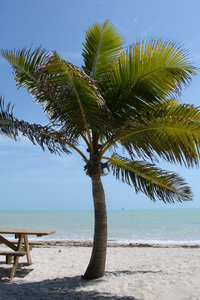Mal eine Palme am Strand