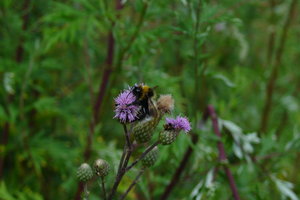 A bumble-bee