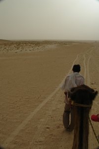 Camel walk into the beginnings of the Sahara