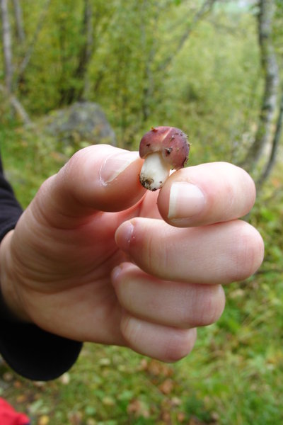 Mini-Mushroom :)