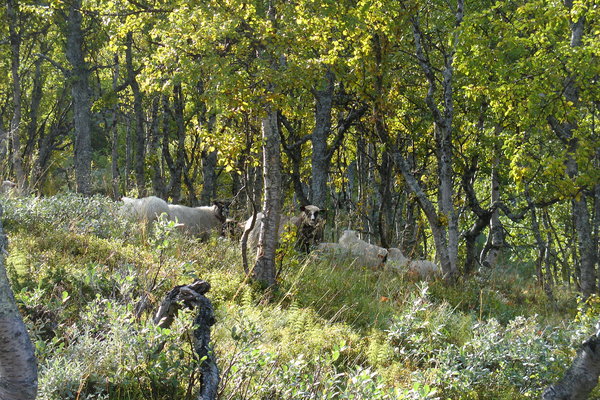Sheep in the forrest