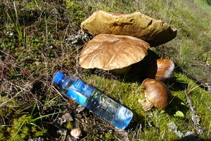 Klarälvs Banan - Huge mushrooms next to the track