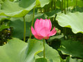 Lotus Flower Park in Gyeongju