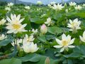 The lotus flower field