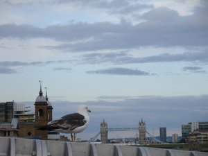 Huge bird looks at Tower Bridge ;)
